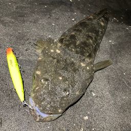 マゴチ