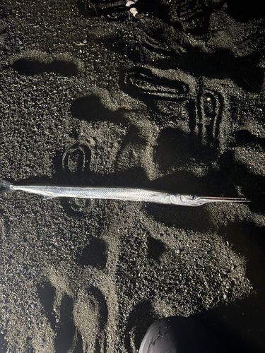 ダツの釣果