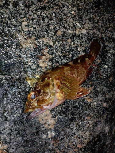 カサゴの釣果