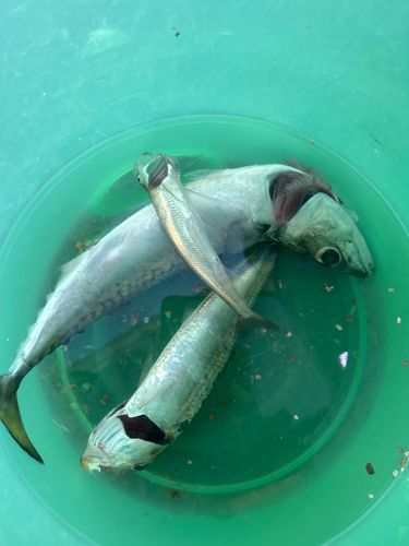 シシャモの釣果