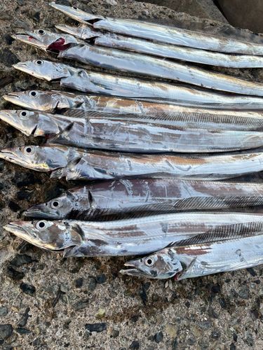 タチウオの釣果