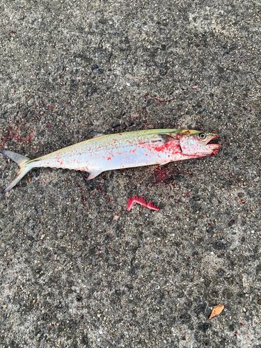 サゴシの釣果