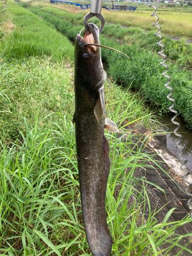 ナマズの釣果