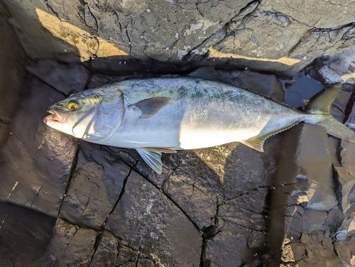 ヤズの釣果