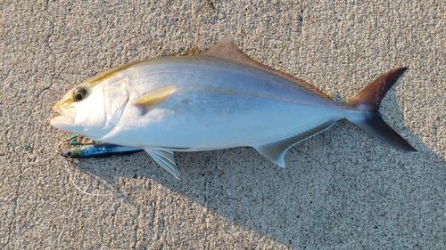 ネリゴの釣果