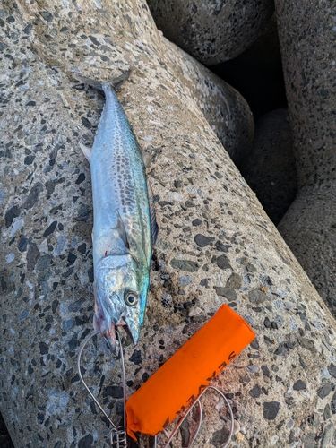 サゴシの釣果