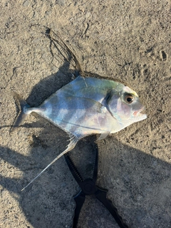イトヒキアジの釣果