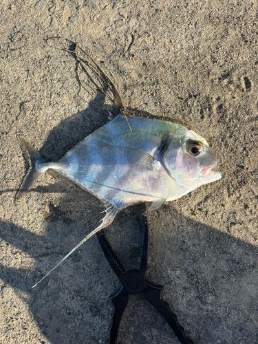 イトヒキアジの釣果