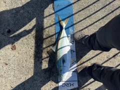 メジロの釣果