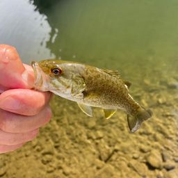 ラージマウスバス