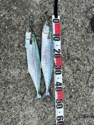サゴシの釣果