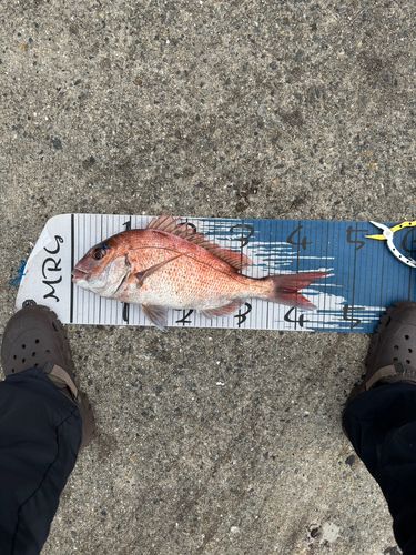 マダイの釣果