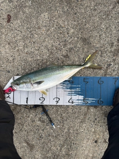 メジロの釣果