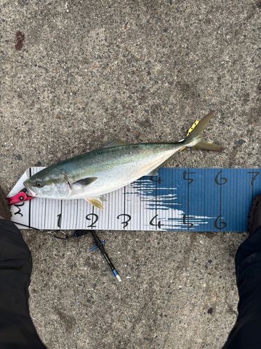 メジロの釣果