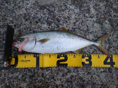 ハマチの釣果