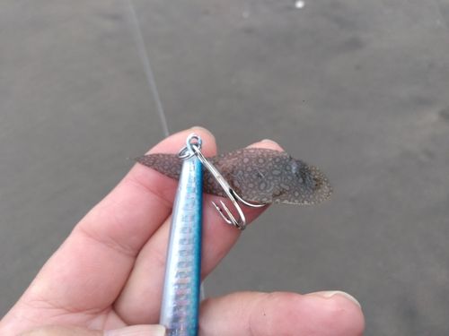 三浦海岸