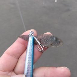 シタビラメ