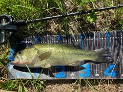 ブラックバスの釣果