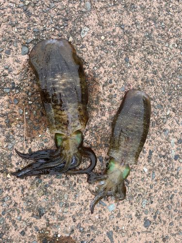 アオリイカの釣果
