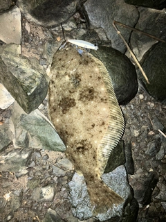 ヒラメの釣果
