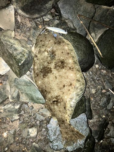 ヒラメの釣果