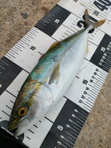 コゾクラの釣果