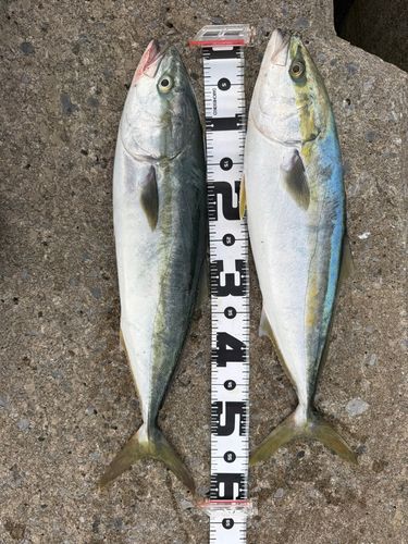 ワラサの釣果