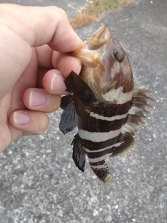 アオハタの釣果