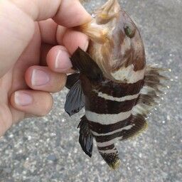 アオハタ