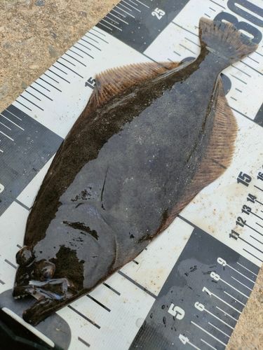 ヒラメの釣果