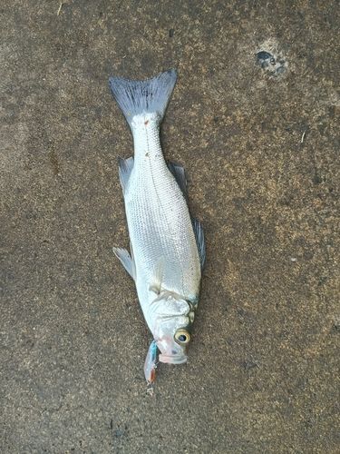 セイゴ（マルスズキ）の釣果