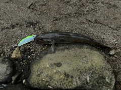 ハゼの釣果