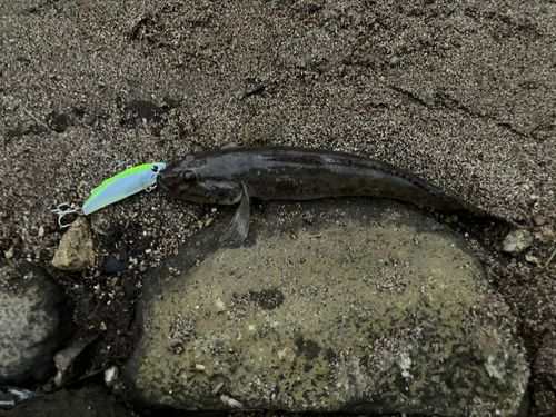 ハゼの釣果