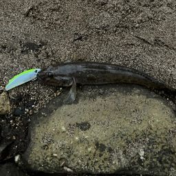 ハゼ