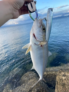 ネリゴの釣果
