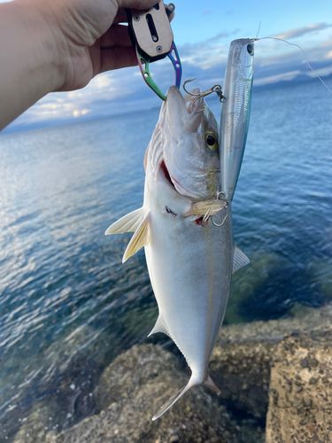 ネリゴの釣果