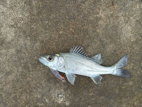 セイゴ（マルスズキ）の釣果