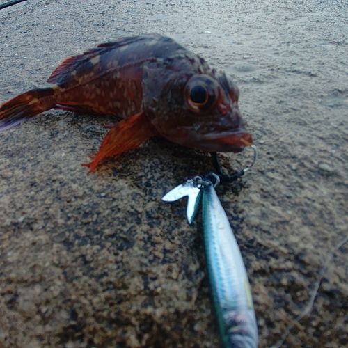 三河湾