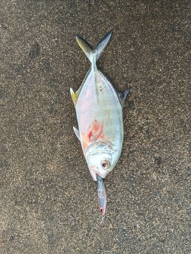 ギンガメアジの釣果