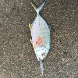 ギンガメアジ