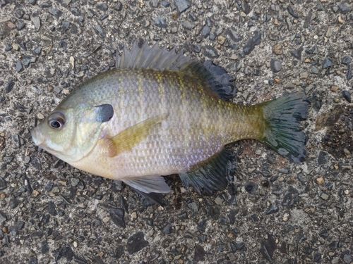 ブルーギルの釣果