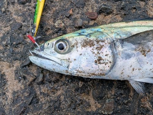 サゴシの釣果