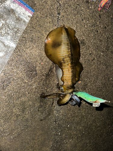 アオリイカの釣果