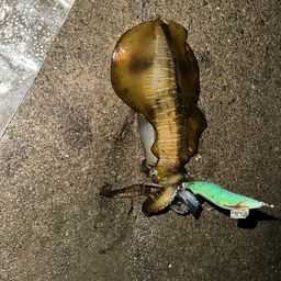 アオリイカ