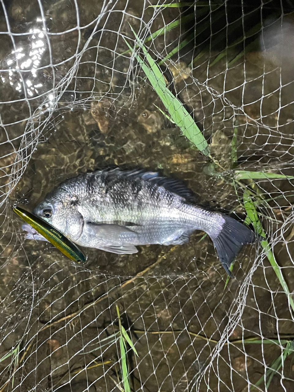 クロダイ