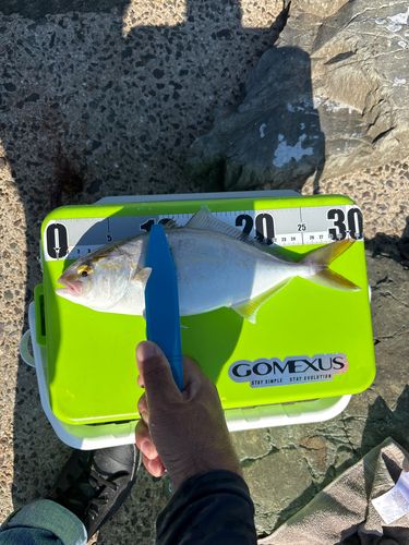 ネリゴの釣果