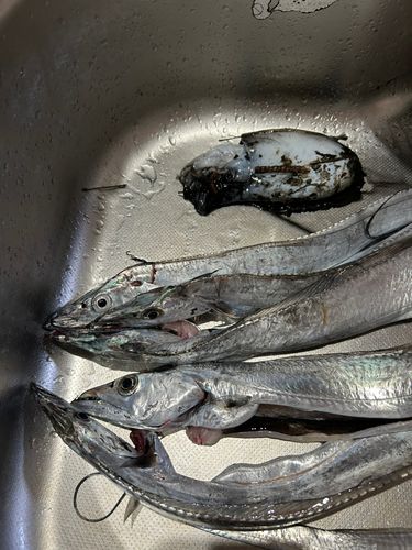 タチウオの釣果