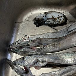 タチウオ