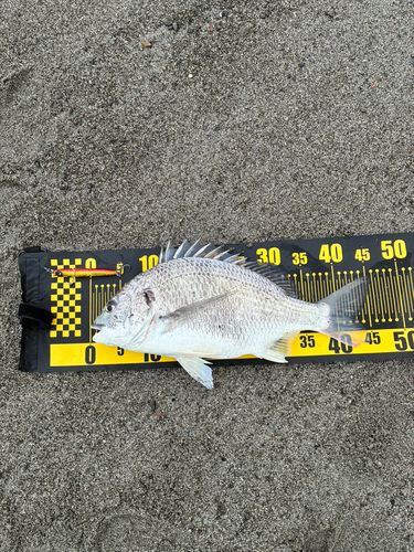 キビレの釣果