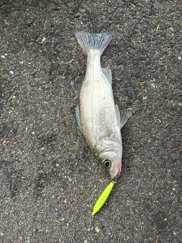 セイゴ（マルスズキ）の釣果